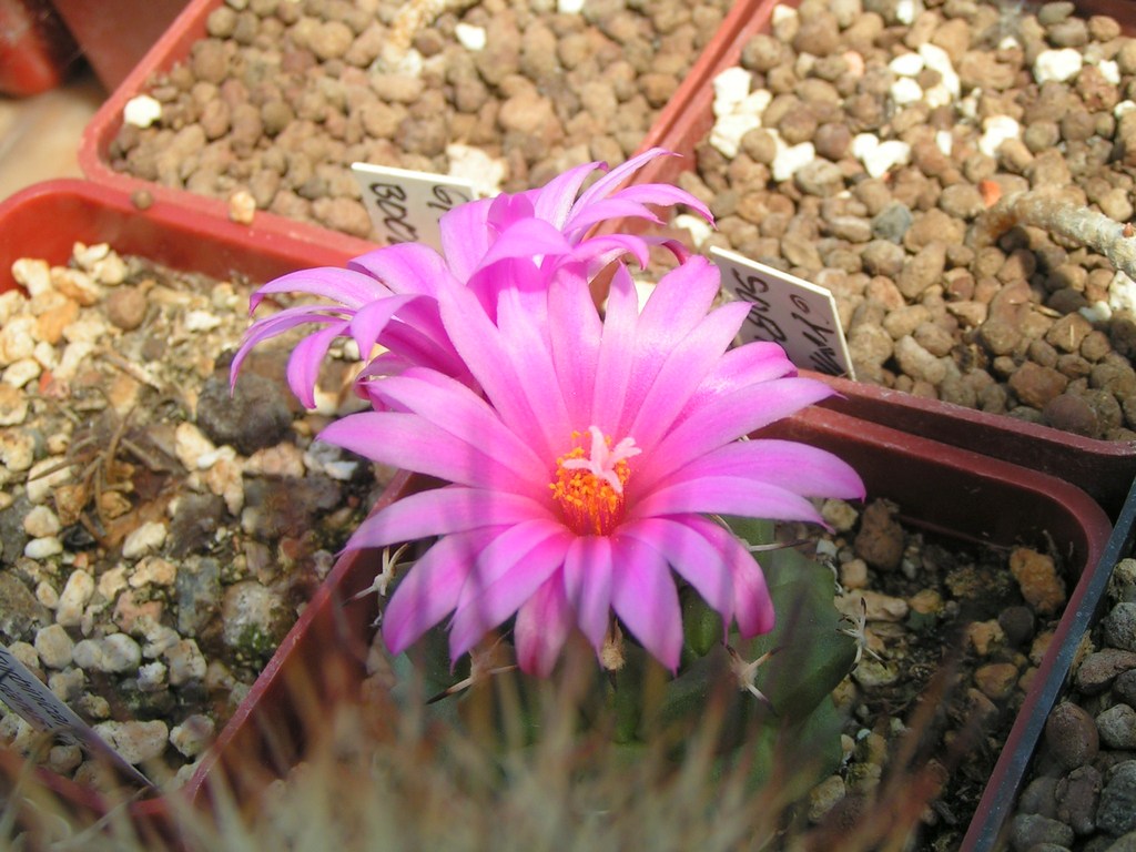 TURBINICARPUS  alonsoi